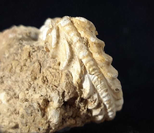 Pleuroceras solare (PHILLIPS 1829) - Bild © FossNet FossilienStore